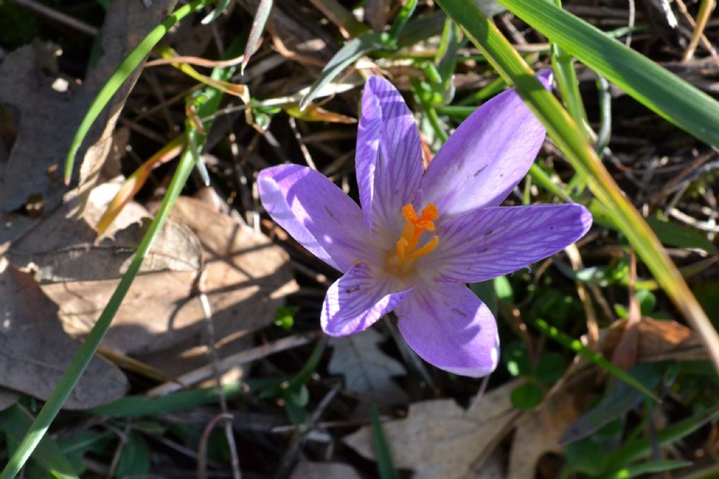 Crocus vernus e altri crocus ?